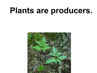 But there is one type of
Plants are producers.
  organism that can produce
  food from sunlight energy.

        Plants
  Plants are producers.
  Produce means “to make.”
 Producers make food from
      sunlight energy.
 