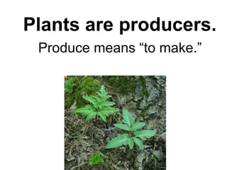 But there is one type of
Plants are producers.
  organism that can produce
  food from sunlight energy.
  Produce means “to make.”
        Plants
  Plants are producers.
  Produce means “to make.”
 Producers make food from
      sunlight energy.
 