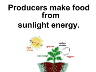 Producers make food
        from
  sunlight energy.
 