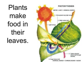 Plants
 make
food in
  their
leaves.
 