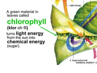 A green material in
leaves called
chlorophyll
(klor oh fil)
turns light energy
from the sun into
chemical energy
(sugar).
 