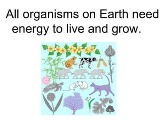 All organisms on Earth need
 energy to live and grow.
 