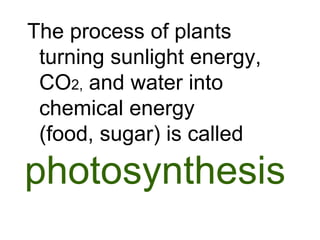 The process of plants
 turning sunlight energy,
 CO2, and water into
 chemical energy
 (food, sugar) is called

photosynthesis
 