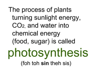 The process of plants
 turning sunlight energy,
 CO2, and water into
 chemical energy
 (food, sugar) is called

photosynthesis
    (foh toh sin theh sis)
 