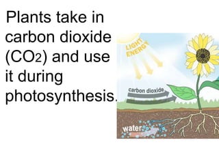 Plants take in
carbon dioxide
(CO2) and use
it during
photosynthesis.
 