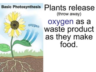 Plants release
   (throw away)

 oxygen as a
waste product
as they make
    food.
 