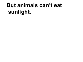 But animals can’t eat
sunlight.
 