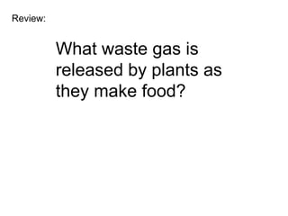 Review:


          What waste gas is
          released by plants as
          they make food?
 
