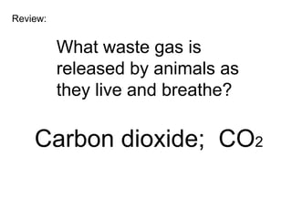 Review:


          What waste gas is
          released by animals as
          they live and breathe?

    Carbon dioxide; CO2
 