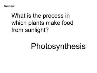 Review:


    What is the process in
    which plants make food
    from sunlight?

          Photosynthesis
 