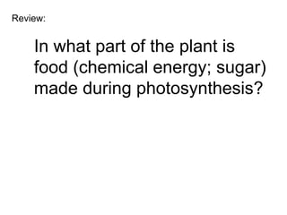 Review:


    In what part of the plant is
    food (chemical energy; sugar)
    made during photosynthesis?
 