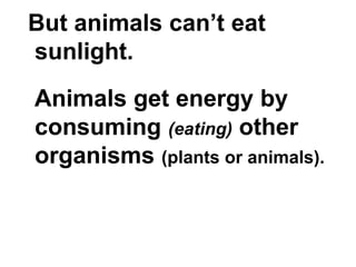 But animals can’t eat
sunlight.
Animals get energy by
consuming (eating) other
organisms (plants or animals).
 