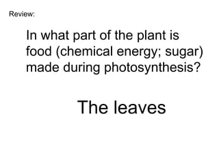 Review:


    In what part of the plant is
    food (chemical energy; sugar)
    made during photosynthesis?


            The leaves
 