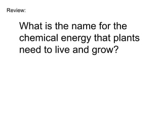Review:


    What is the name for the
    chemical energy that plants
    need to live and grow?
 