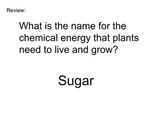 Review:


    What is the name for the
    chemical energy that plants
    need to live and grow?


            Sugar
 