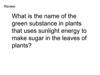 Review:


    What is the name of the
    green substance in plants
    that uses sunlight energy to
    make sugar in the leaves of
    plants?
 