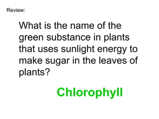 Review:


    What is the name of the
    green substance in plants
    that uses sunlight energy to
    make sugar in the leaves of
    plants?

            Chlorophyll
 