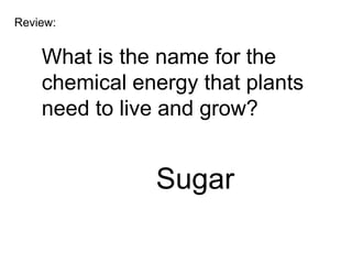 Review:


    What is the name for the
    chemical energy that plants
    need to live and grow?


               Sugar
 