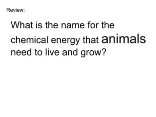 Review:


 What is the name for the
 chemical energy that animals
 need to live and grow?
 