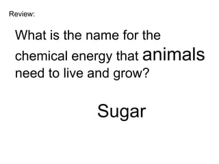 Review:


 What is the name for the
 chemical energy that animals
 need to live and grow?

              Sugar
 