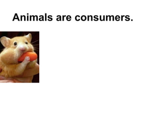 Animals are consumers.
 