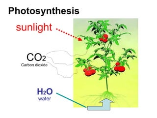 Photosynthesis
 sunlight

    CO2
  Carbon dioxide




          H2O
           water
 