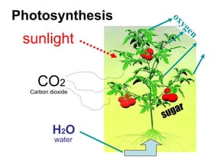 Photosynthesis
 sunlight

    CO2
  Carbon dioxide




          H2O
           water
 