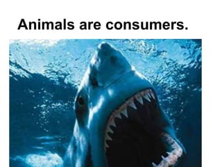 Animals are consumers.
 