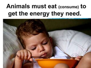 Animals must eat (consume) to
get the energy they need.
 