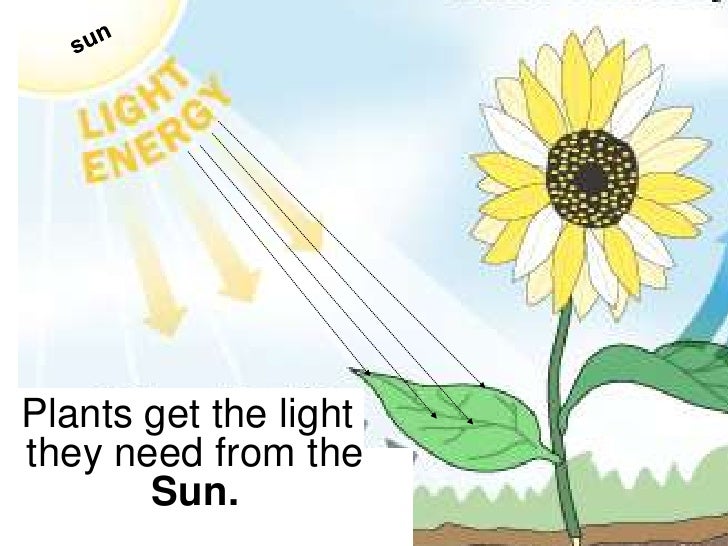 Ls4 Photosynthesis ls4-photosynthesis