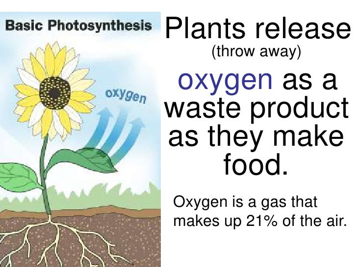 How do plants release oxygen Idea