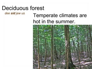 Deciduous forest dee  sid  jew us Temperate climates are hot in the summer.  