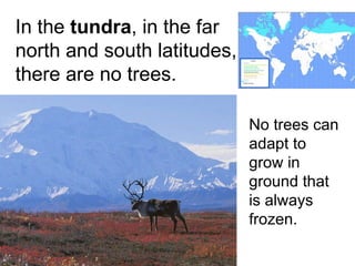 No trees can adapt to grow in ground that is always frozen. In the  tundra , in the far north and south latitudes, there are no trees. 