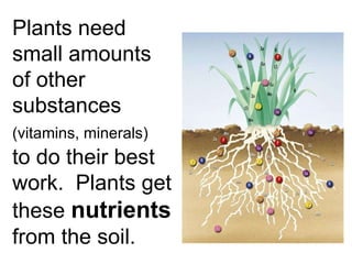 Plants need small amounts of other substances  (vitamins, minerals)   to do their best work.  Plants get these  nutrients  from the soil. 