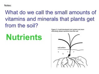 What do we call the small amounts of vitamins and minerals that plants get from the soil? Notes: Nutrients 