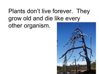Plants don’t live forever.  They grow old and die like every other organism.  