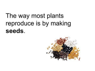 The way most plants reproduce is by making  seeds . 