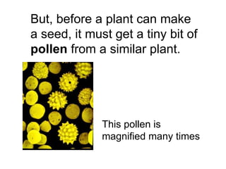 But, before a plant can make a seed, it must get a tiny bit of  pollen  from a similar plant. This pollen is magnified many times 