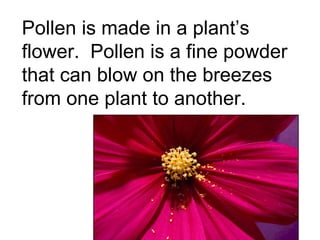Pollen is made in a plant’s flower.  Pollen is a fine powder that can blow on the breezes from one plant to another. 