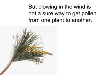 But blowing in the wind is not a sure way to get pollen from one plant to another. 