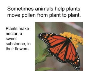 Sometimes animals help plants move pollen from plant to plant. Plants make nectar, a sweet substance, in their flowers. 