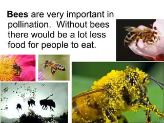 Bees  are very important in pollination.  Without bees there would be a lot less food for people to eat. 