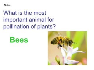 What is the most important animal for pollination of plants? Notes: Bees 