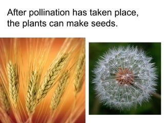 After pollination has taken place, the plants can make seeds. 