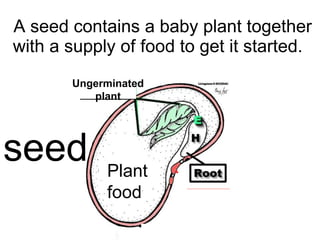 A seed contains a baby plant together with a supply of food to get it started.  Ungerminated plant Plant food seed 
