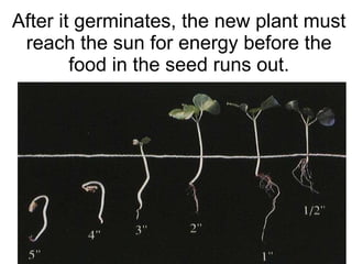 After it germinates, the new plant must reach the sun for energy before the food in the seed runs out. 