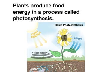 Plants produce food energy in a process called photosynthesis. 