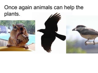 Once again animals can help the plants. 