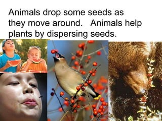 Animals drop some seeds as they move around.  Animals help plants by dispersing seeds. 