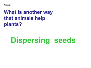 What is another way that animals help plants? Dispersing  seeds Notes: 